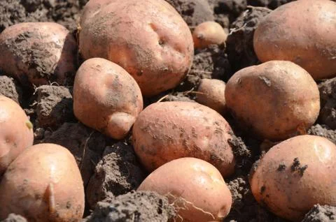 Potatoes  in the garden Stock Photos
