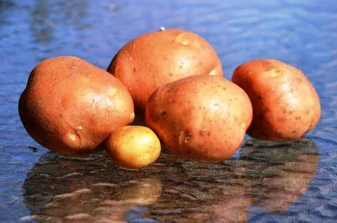 Potatoes on a glass table. Macro Stock Photos