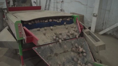 Potatoes go on the conveyor Stock Footage 159881548