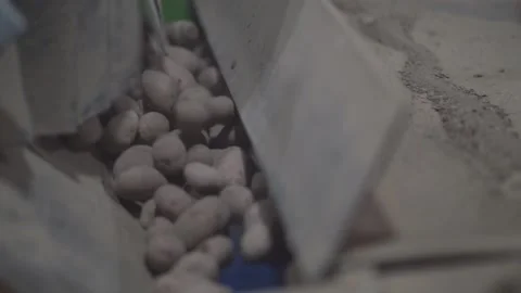 Potatoes go on the conveyor Stock Footage 159881851