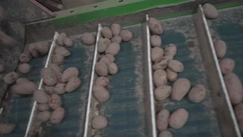 Potatoes go on the conveyor Stock Footage 159881880