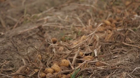 Potatoes on the ground Stock Footage 82085933