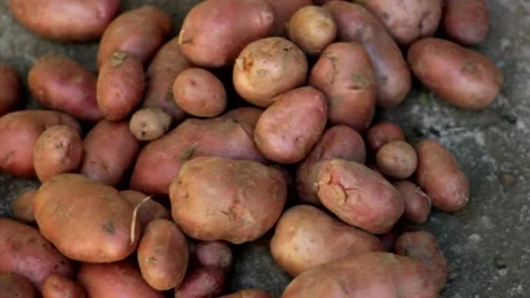 Potatoes On The Ground Stock Footage 167005832