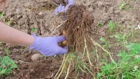 Potatoes from the ground Video stock 316894901