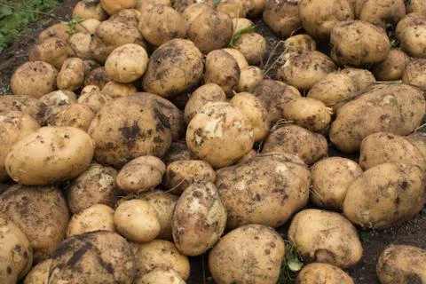 Potatoes on the ground Stock Photos