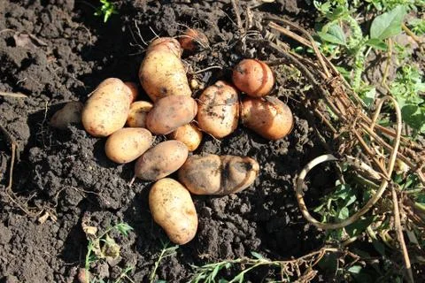 Potatoes on the ground Stock Photos