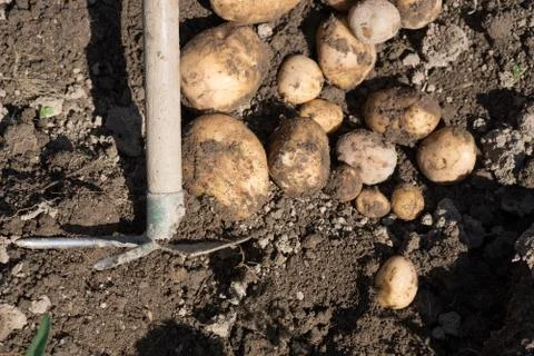 Potatoes in ground Stock Photos