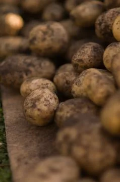 Potatoes in the ground on their plot Stock Photos