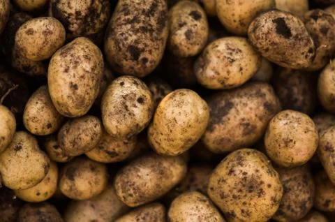 Potatoes in the ground on their plot Stock Photos