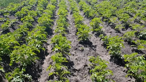 Potatoes grow in beds Stock-Footage 90432047