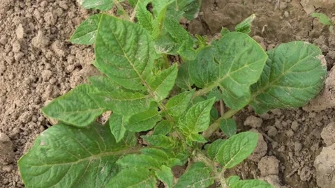 Potatoes grow in the field. Close-up Stock Footage 155685520