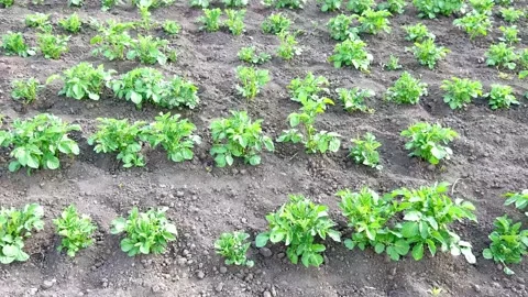 Potatoes grow in the field Stock Footage 200792553