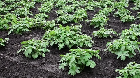 Potatoes grow in the garden Stock Footage 110842238