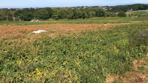 Potatoes that grow on the ground Video stock 121747128