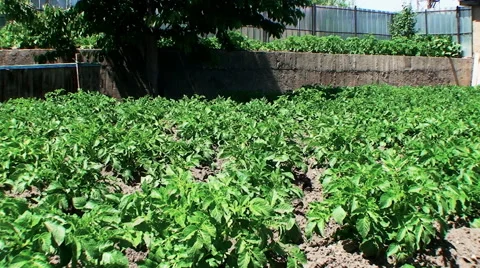 Potatoes grow on a personal plot Vídeos de archivo 44731442