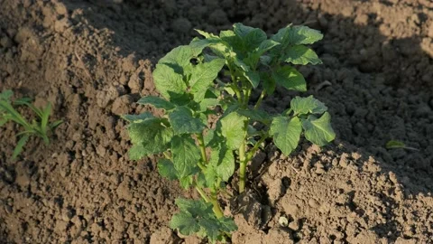 Potatoes growing Stock Footage 156631512