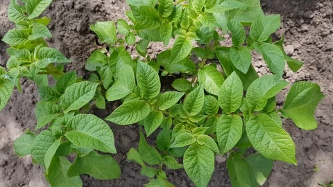 Potatoes growing in the garden Stock Footage 121765198
