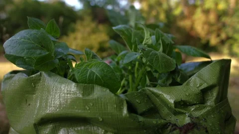 Potatoes growing in a green grow back sack Video stock 346041474