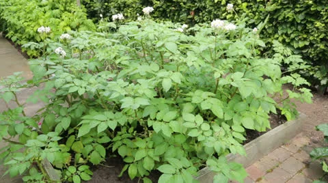 Potatoes growing in home vegetable patch Stock Footage 27178488