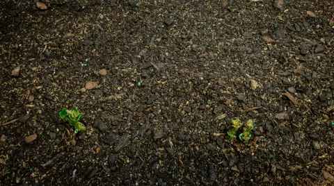 Potatoes growing in the kitchen garden Stock Footage 54573557