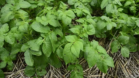 Potatoes growing in the kitchen garden Video stock 56744267
