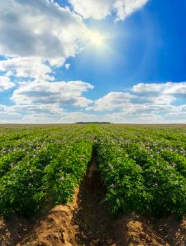 Potatoes growing in lines Stock Photos