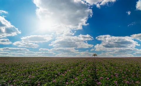 Potatoes growing in lines Stock Photos