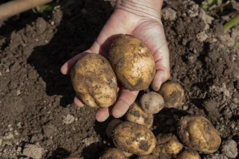 Potatoes in hand Stock Photos