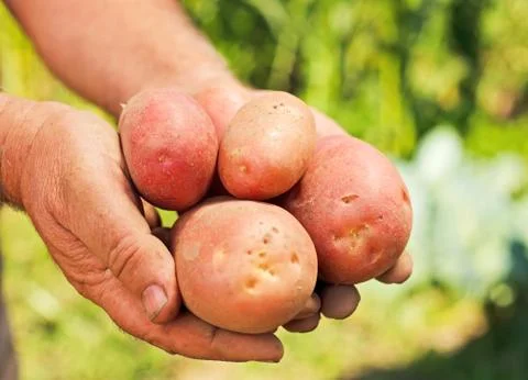 Potatoes in hands Stock Photos