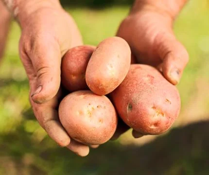 Potatoes in hands Foto stock