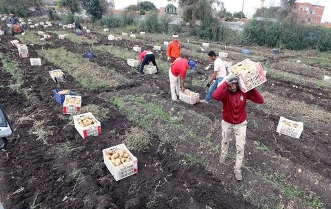 Potatoes harvesting in Egypt, Banha - 11 May 2023 Stock Photos