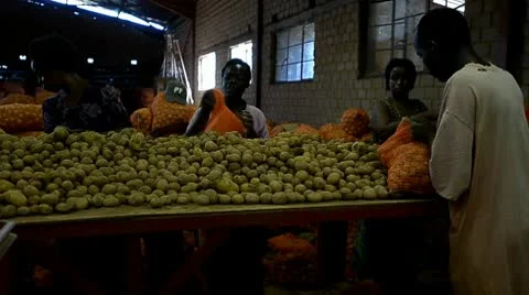 Potatoes industry Stock Footage 10604193