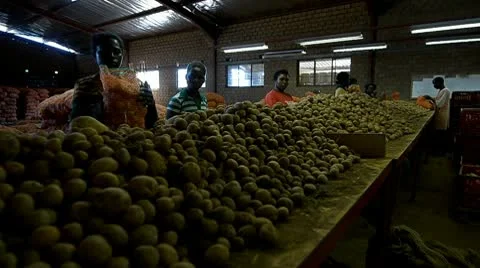 Potatoes industry Stock Footage 10604197