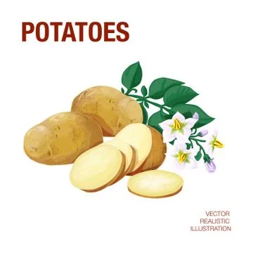 Potatoes. Isolated objects Illustrazione stock