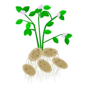 Potatoes isolated on white background. Stock Illustration