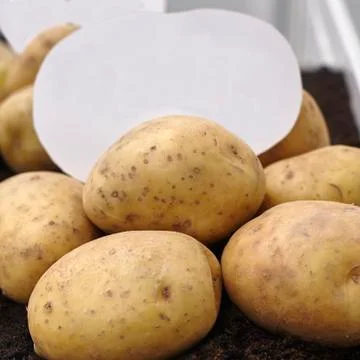 Potatoes isolated on white Stock Photos