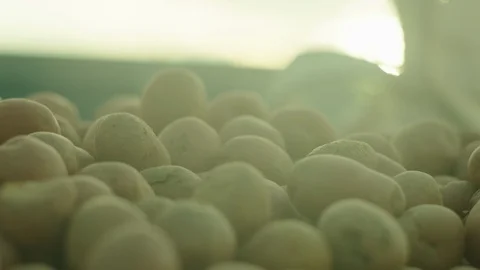 POTATOES IN LARGE BAG Stock Footage 86659056