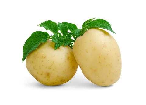 Potatoes with leaves Stock Photos