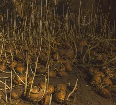 Potatoes looking for light Stock Photos