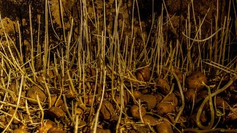 Potatoes looking for light Stock Photos
