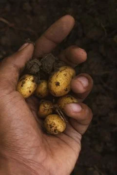 Potatoes on Man Hand. Stock Photos