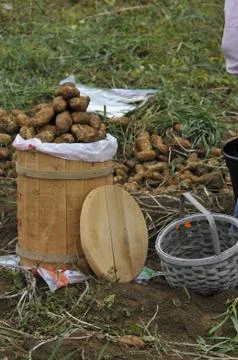Potatoes in a mini barrel Stock Photos