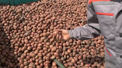 Potatoes in oily hands of farmer. Stock Footage 197549778