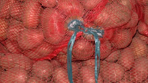 Potatoes Packed in Orange Mesh Sacks Stock Footage 330345414