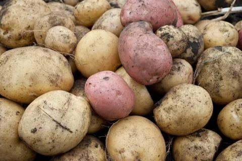 Potatoes Stock Photos