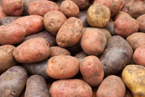 Potatoes Stock Photos