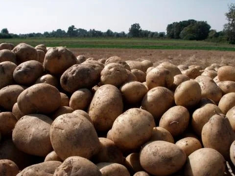 Potatoes Stock Photos