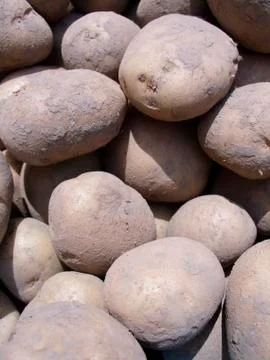 Potatoes Stock Photos