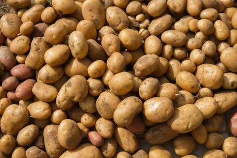 Potatoes Stock Photos