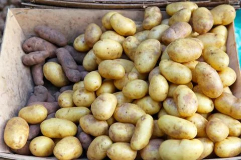 Potatoes Stock Photos